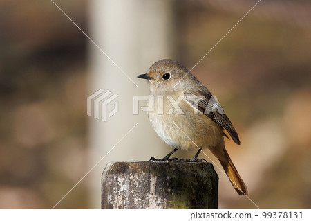 Adorable winter bird Daurian Redstart female 99378131