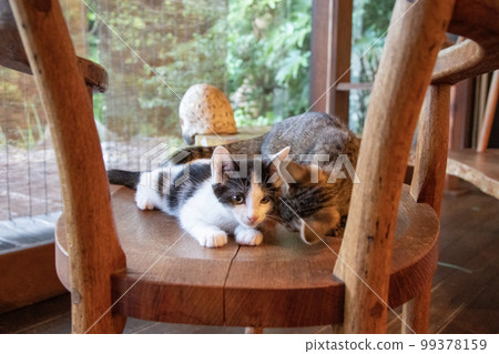 A cat relaxing on a chair A cat relaxing on a chair 99378159