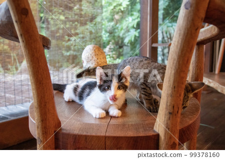 A cat relaxing on a chair 99378160