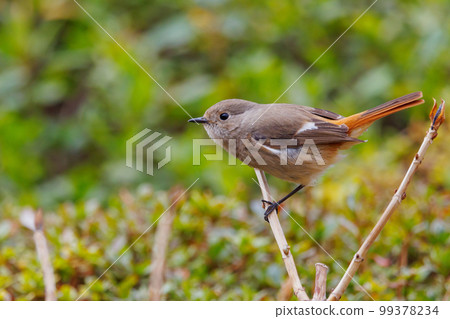 可愛的冬鳥 Daurian Redstart 女性 可愛的冬鳥 Daurian Redstart 女性 99378234