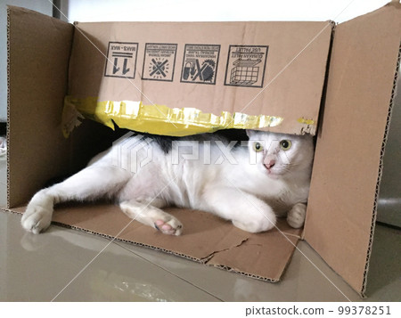 Cat inside cardboard box 99378251