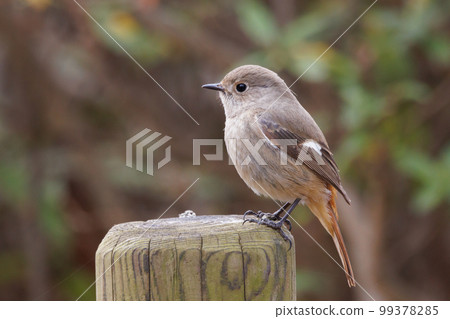 可愛的冬鳥 Daurian Redstart 女性 99378285