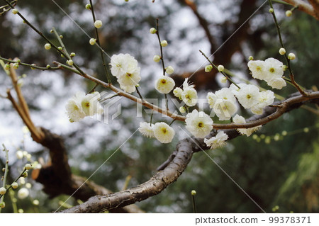 梅花綠萼 99378371