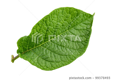 Green fresh leaves of potato  isolated on white background. 99378493
