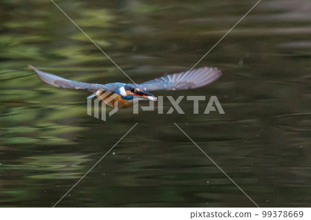 Ruri-colored popular kingfisher 99378669