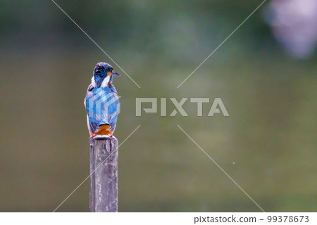 Ruri-colored popular kingfisher 99378673