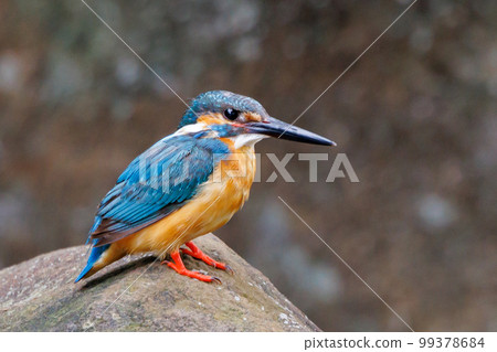 Ruri-colored popular kingfisher 99378684