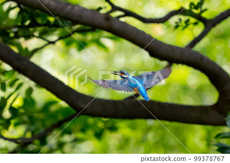 琉璃色的流行翠鳥 琉璃色的流行翠鳥 99378767