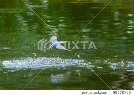 Ruri-colored popular kingfisher 99378768