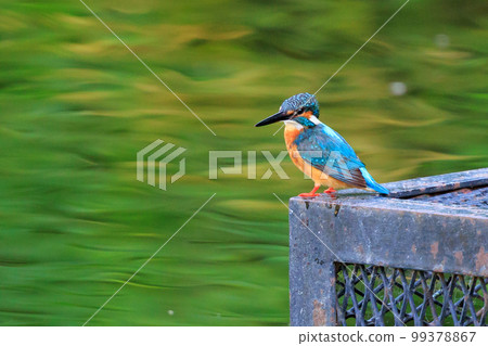 Ruri-colored popular kingfisher Ruri-colored popular kingfisher 99378867