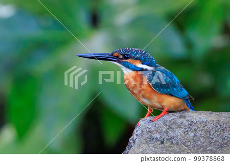 Ruri-colored popular kingfisher Ruri-colored popular kingfisher 99378868
