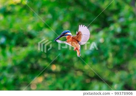 Ruri-colored popular kingfisher 99378906