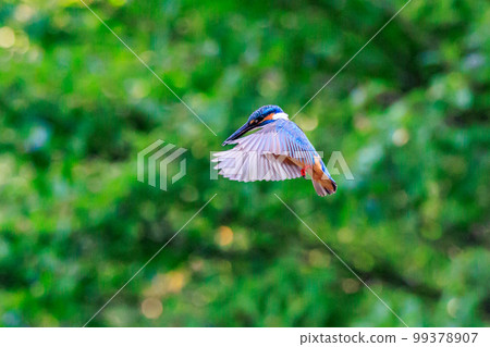 Ruri-colored popular kingfisher 99378907
