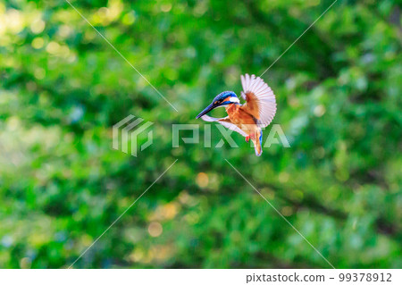 Ruri-colored popular kingfisher 99378912