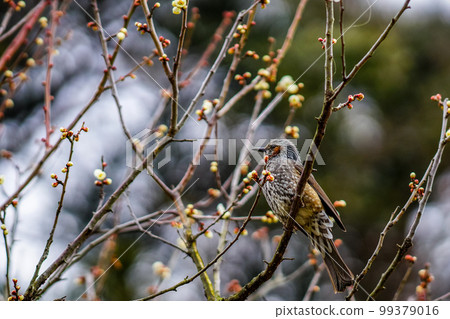 Brown-eared bulbulous on the plum branch 99379016
