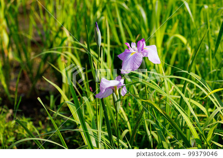 A perennial iris that grows in ponds and shallow waters A perennial iris that grows in ponds and shallow waters 99379046