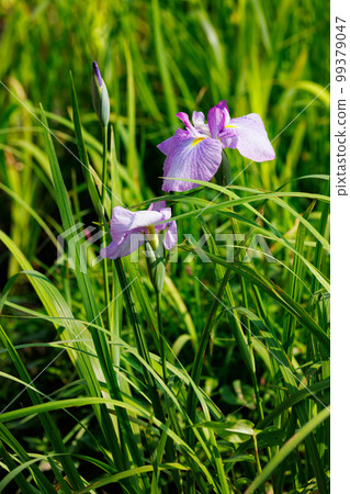 A perennial iris that grows in ponds and shallow waters A perennial iris that grows in ponds and shallow waters 99379047