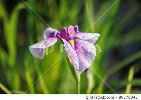 A perennial iris that grows in ponds and shallow waters A perennial iris that grows in ponds and shallow waters 99379048