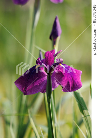 A perennial iris that grows in ponds and shallow waters A perennial iris that grows in ponds and shallow waters 99379049