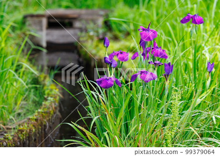 A perennial iris that grows in ponds and shallow waters 99379064