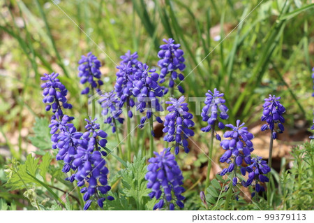 A cute muscari flower with clustered grape flowers A cute muscari flower with clustered grape flowers 99379113