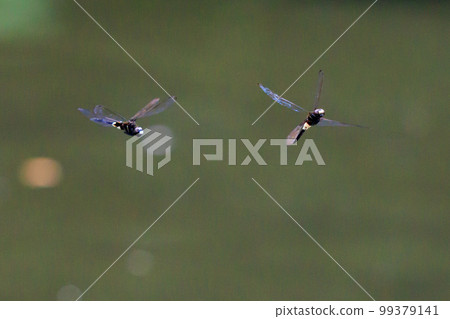 Pseudothemis dragonfly with a white and thick band on black 99379141