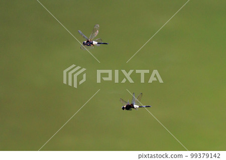 Pseudothemis dragonfly with a white and thick band on black 99379142