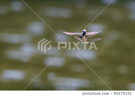 Two-tone familiar dragonfly Shiokara dragonfly 99379191