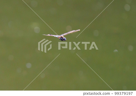 Two-tone familiar dragonfly Shiokara dragonfly Two-tone familiar dragonfly Shiokara dragonfly 99379197