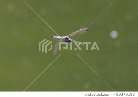 Two-tone familiar dragonfly Shiokara dragonfly Two-tone familiar dragonfly Shiokara dragonfly 99379198