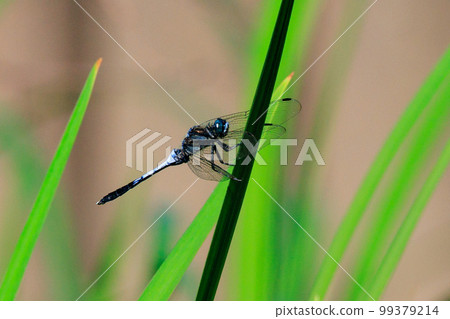 Two-tone familiar dragonfly Shiokara dragonfly Two-tone familiar dragonfly Shiokara dragonfly 99379214