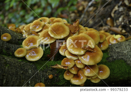 Cultivation of roots of nameko 99379233