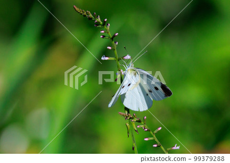 A white fairy fluttering and fluttering, a cabbage white butterfly A white fairy fluttering and fluttering, a cabbage white butterfly 99379288