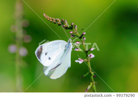 A white fairy fluttering and fluttering, a cabbage white butterfly A white fairy fluttering and fluttering, a cabbage white butterfly 99379290