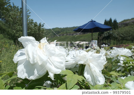 Flower Village OKADA in Kyotango City 99379501