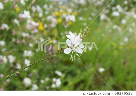 Flower 99379522