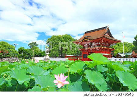 Scenery of Okazaki City, Iga Hachimangu Shrine and lotus Scenery of Okazaki City, Iga Hachimangu Shrine and lotus 99379546