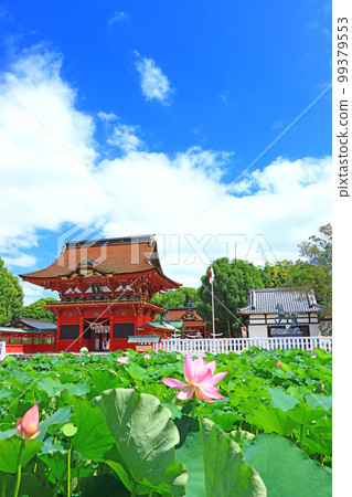 岡崎市、伊賀八幡宮和蓮花的風景 99379553