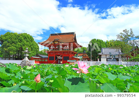 Scenery of Okazaki City, Iga Hachimangu Shrine and lotus 99379554