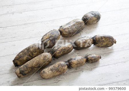 Lotus root, lotus root with mud from Saga 99379600