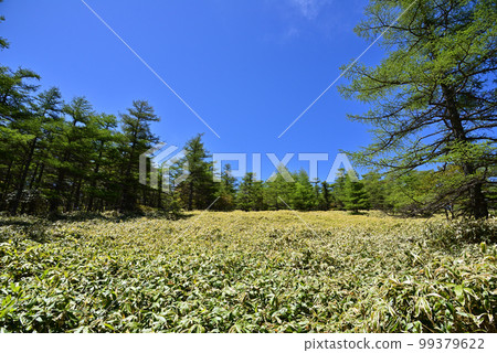 Ikenotaira marsh in early summer 99379622