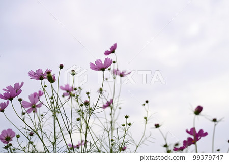 Autumn flowers, autumn cherry blossoms Autumn flowers, autumn cherry blossoms 99379747