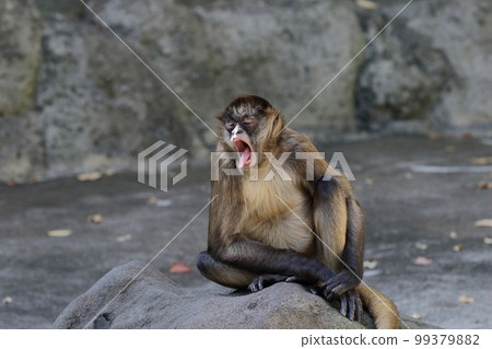 Geoffroy 蜘蛛猴坐著打哈欠 99379882