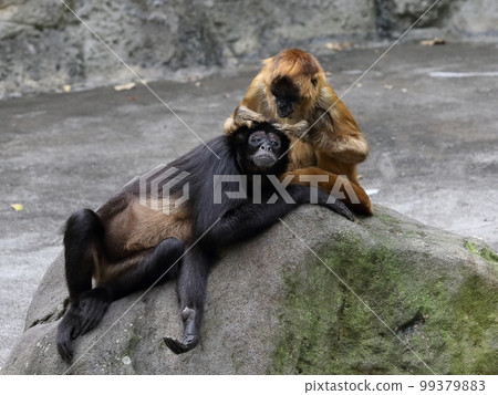 Geoffroy spider monkey grooming Geoffroy spider monkey grooming 99379883