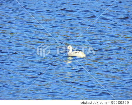 White-faced grebe with red irises and white plumage swimming in a pond White-faced grebe with red irises and white plumage swimming in a pond 99380239