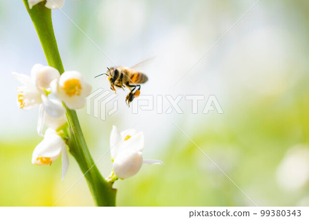 Shikwasa flowers and bees 99380343