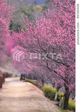 Plum promenade Plum promenade 99380406