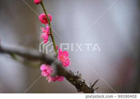 Plum blossom Plum blossom 99380408