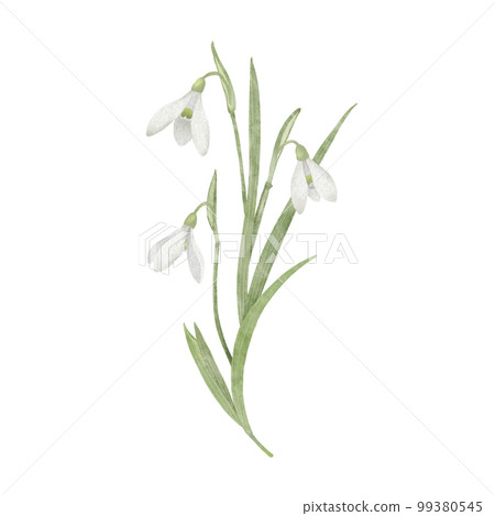 snowdrop seasonal flowers 99380545