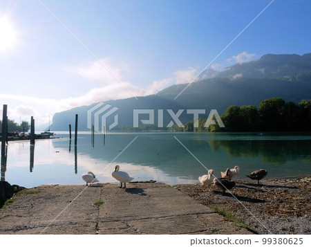 Landscape of Lake Walen, Switzerland Weesen harbor and swans 99380625